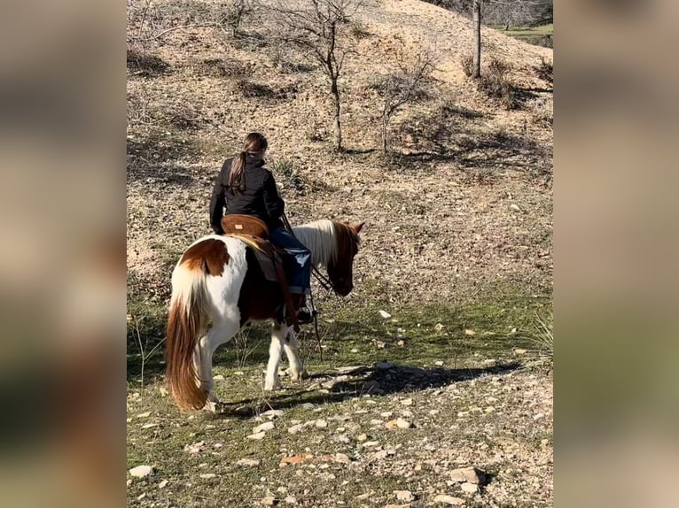 Más ponis/caballos pequeños Caballo castrado 6 años 132 cm Alazán rojizo in Lipan