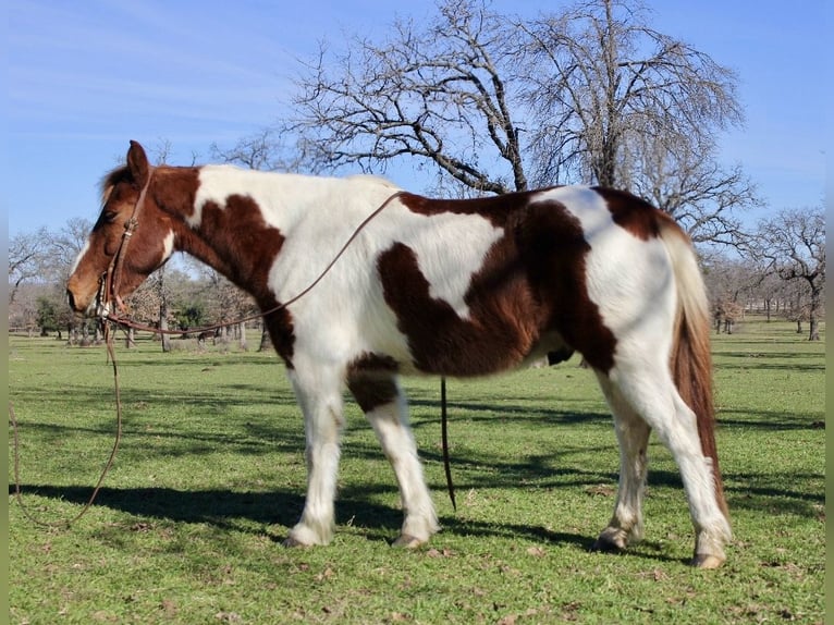 Más ponis/caballos pequeños Caballo castrado 6 años 132 cm Alazán rojizo in Lipan