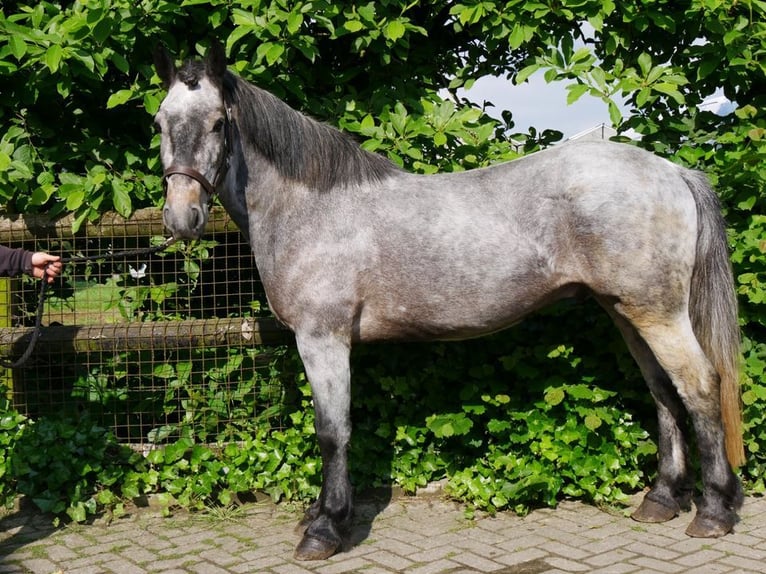 Más ponis/caballos pequeños Caballo castrado 6 años 135 cm in Dorsten