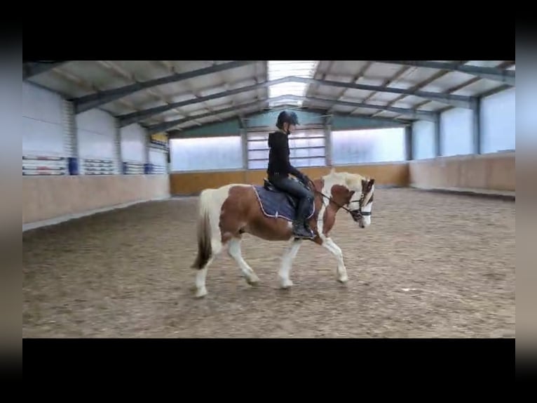 Más ponis/caballos pequeños Mestizo Caballo castrado 6 años 140 cm Pío in Leer (Ostfriesland)