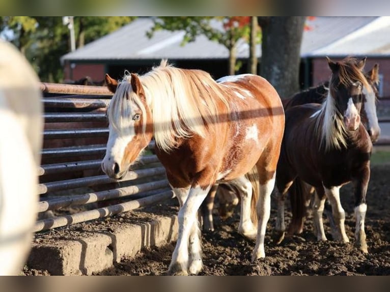 Más ponis/caballos pequeños Mestizo Caballo castrado 6 años 140 cm Pío in Leer (Ostfriesland)