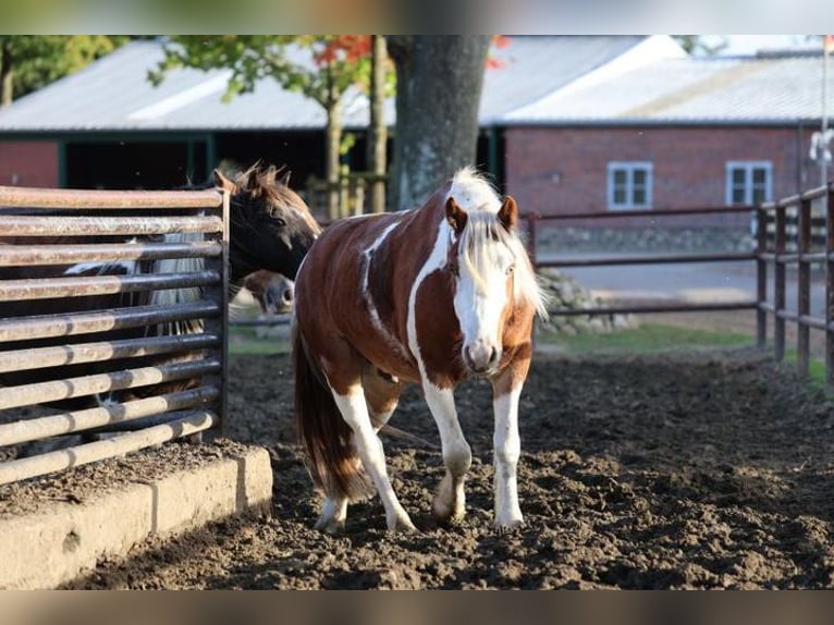 Más ponis/caballos pequeños Mestizo Caballo castrado 6 años 140 cm Pío in Leer (Ostfriesland)