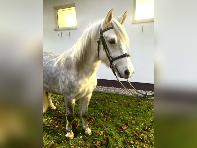 Más ponis/caballos pequeños Caballo castrado 6 años 142 cm Tordo in Ampflwang