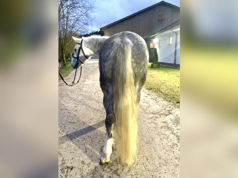 Más ponis/caballos pequeños Caballo castrado 6 años 142 cm Tordo in Ampflwang