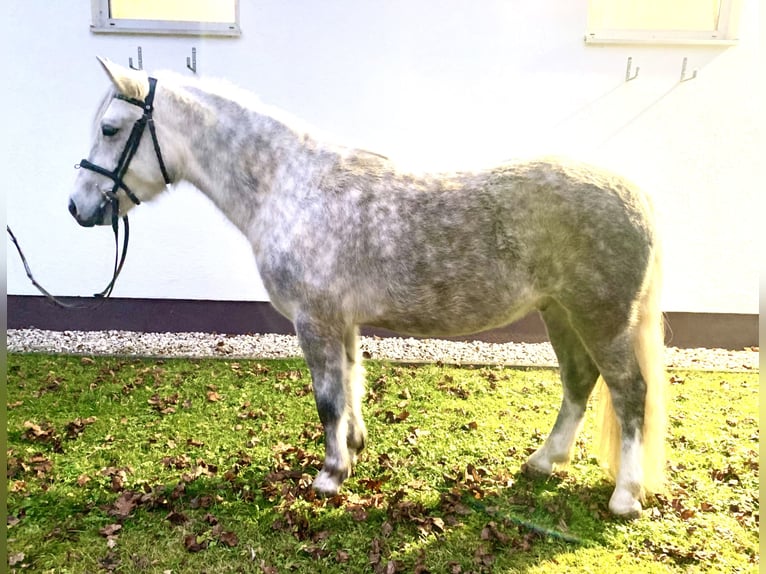 Más ponis/caballos pequeños Caballo castrado 6 años 142 cm Tordo in Ampflwang