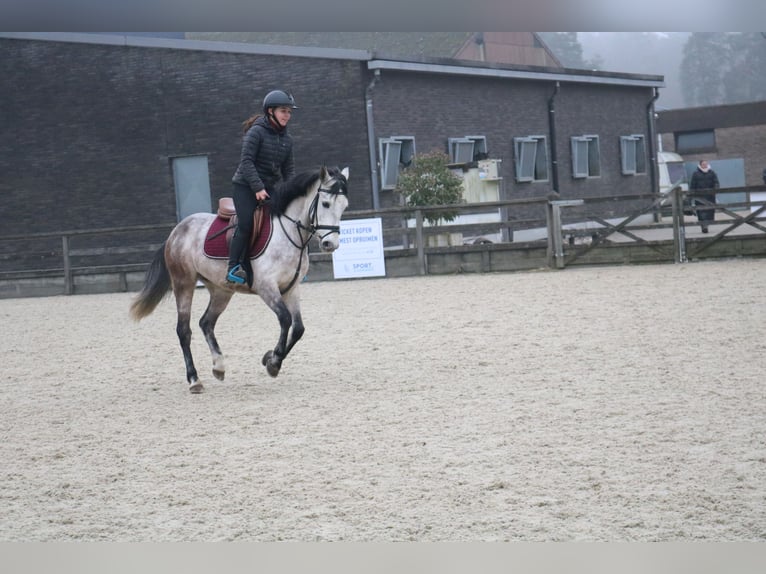 Más ponis/caballos pequeños Caballo castrado 6 años 143 cm Tordo in Genk