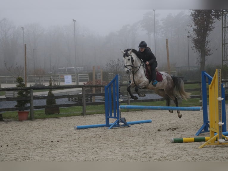 Más ponis/caballos pequeños Caballo castrado 6 años 143 cm Tordo in Genk