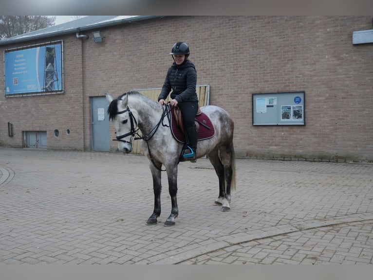 Más ponis/caballos pequeños Caballo castrado 6 años 143 cm Tordo in Genk