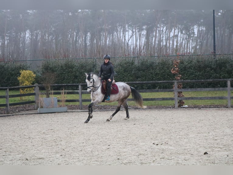 Más ponis/caballos pequeños Caballo castrado 6 años 143 cm Tordo in Genk