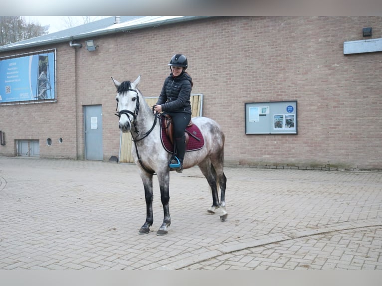 Más ponis/caballos pequeños Caballo castrado 6 años 143 cm Tordo in Genk