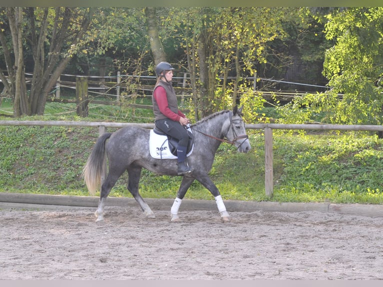 Más ponis/caballos pequeños Caballo castrado 6 años 143 cm Tordo in Wellheim