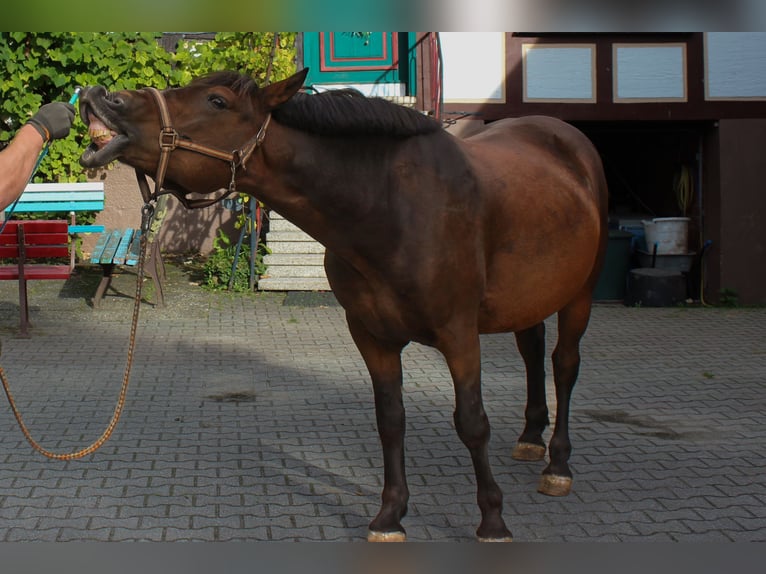 Más ponis/caballos pequeños Mestizo Caballo castrado 6 años 145 cm Castaño in Knüllwald