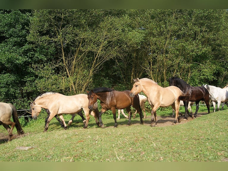 Más ponis/caballos pequeños Mestizo Caballo castrado 6 años 145 cm Castaño in Knüllwald