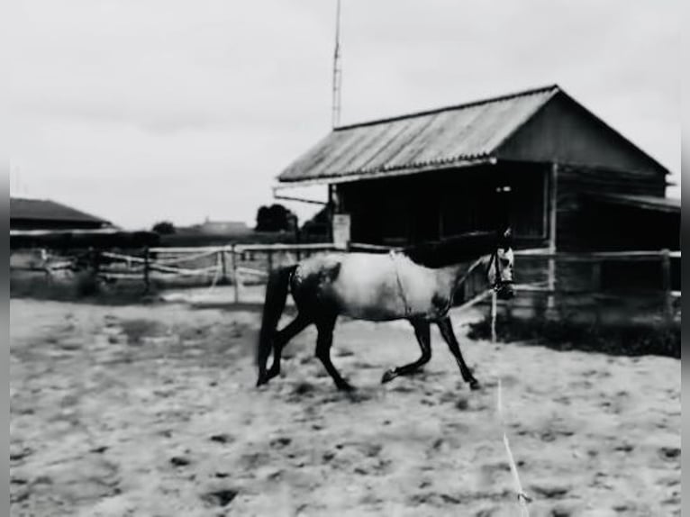 Más ponis/caballos pequeños Caballo castrado 6 años 147 cm Tordo in Liège