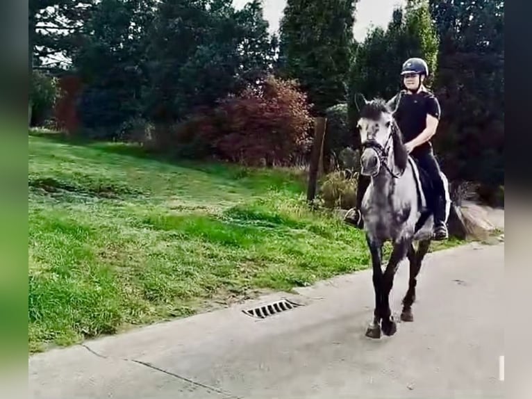 Más ponis/caballos pequeños Caballo castrado 6 años 147 cm Tordo in Liège