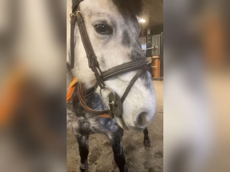 Más ponis/caballos pequeños Caballo castrado 6 años 147 cm Tordo in Liège