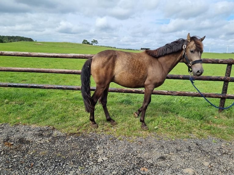 Más ponis/caballos pequeños Caballo castrado 6 años 148 cm Buckskin/Bayo in Euskirchen