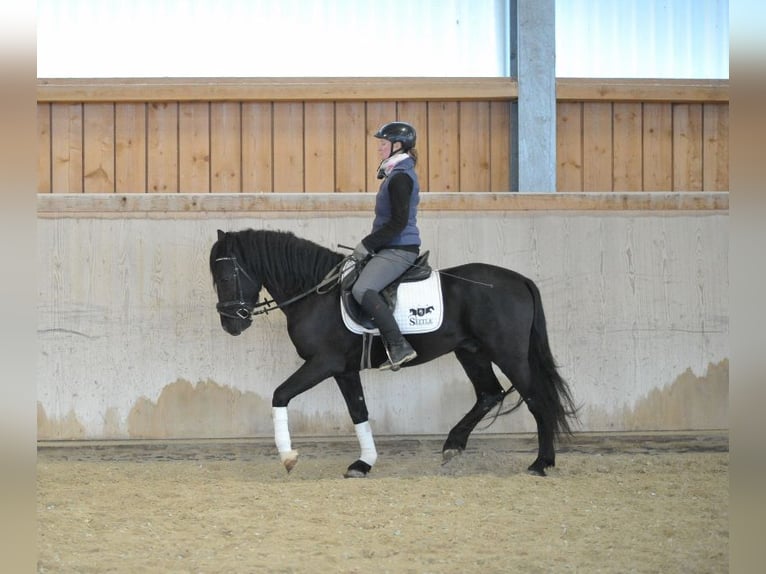 Más ponis/caballos pequeños Caballo castrado 6 años 148 cm Negro in Wellheim