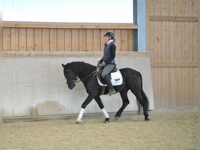 Más ponis/caballos pequeños Caballo castrado 6 años 148 cm Negro in Wellheim