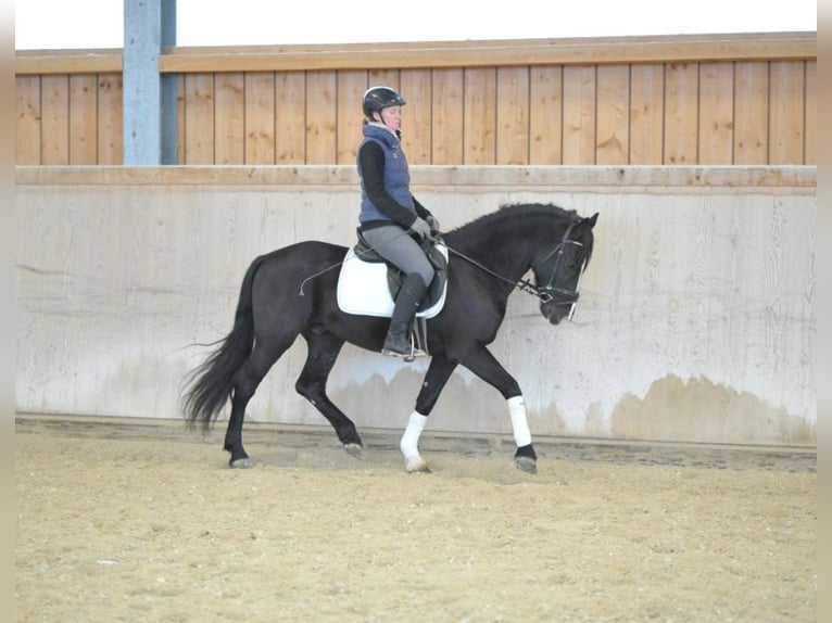 Más ponis/caballos pequeños Caballo castrado 6 años 148 cm Negro in Wellheim