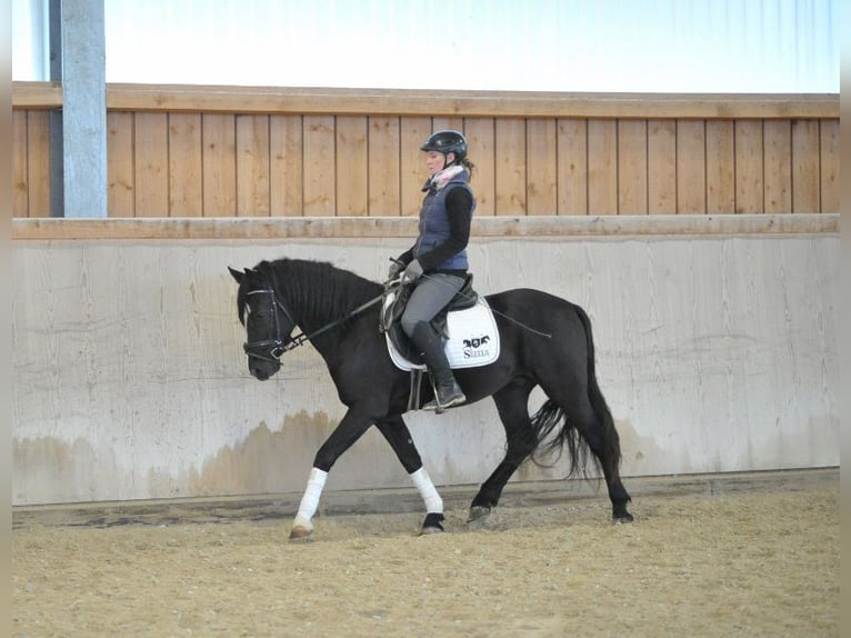 Más ponis/caballos pequeños Caballo castrado 6 años 148 cm Negro in Wellheim