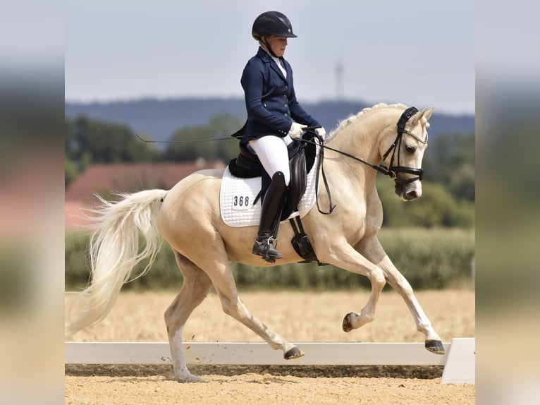 Más ponis/caballos pequeños Caballo castrado 6 años 148 cm Palomino in Jengen