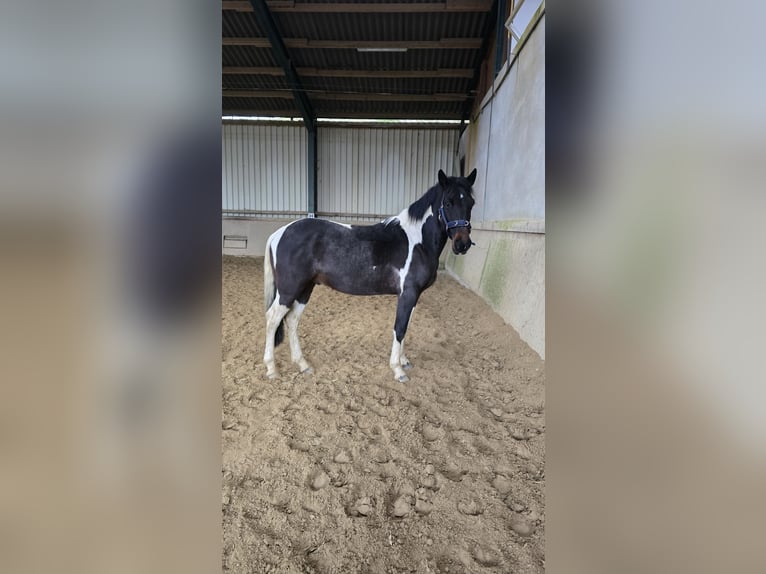 Más ponis/caballos pequeños Mestizo Caballo castrado 6 años 148 cm Pío in Waldbröl