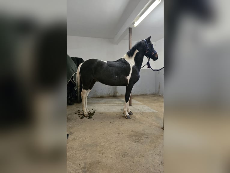 Más ponis/caballos pequeños Mestizo Caballo castrado 6 años 148 cm Pío in Waldbröl