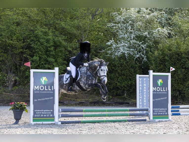 Más ponis/caballos pequeños Mestizo Caballo castrado 6 años 148 cm Tordo rodado in Zülpich