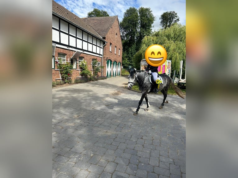 Más ponis/caballos pequeños Mestizo Caballo castrado 6 años 148 cm Tordo rodado in Zülpich