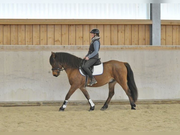 Más ponis/caballos pequeños Caballo castrado 6 años 149 cm Castaño in Wellheim