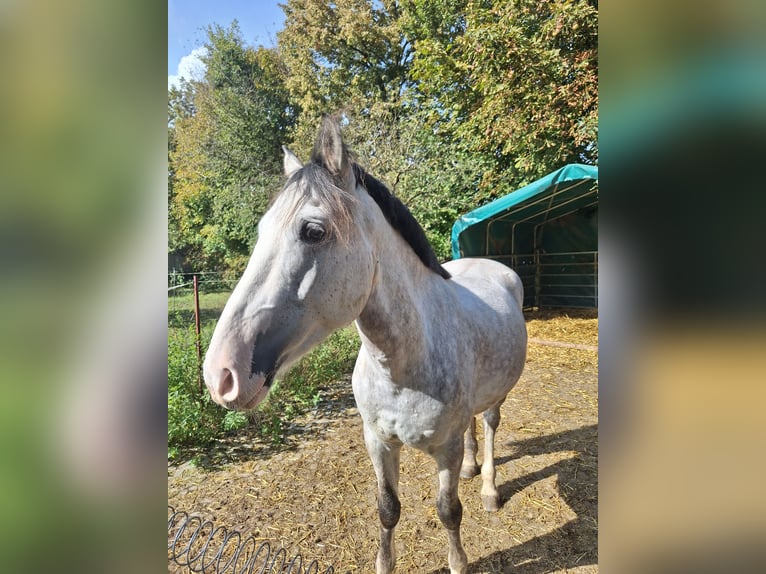 Más ponis/caballos pequeños Mestizo Caballo castrado 6 años 150 cm Tordo in Alsbach-Hähnlein