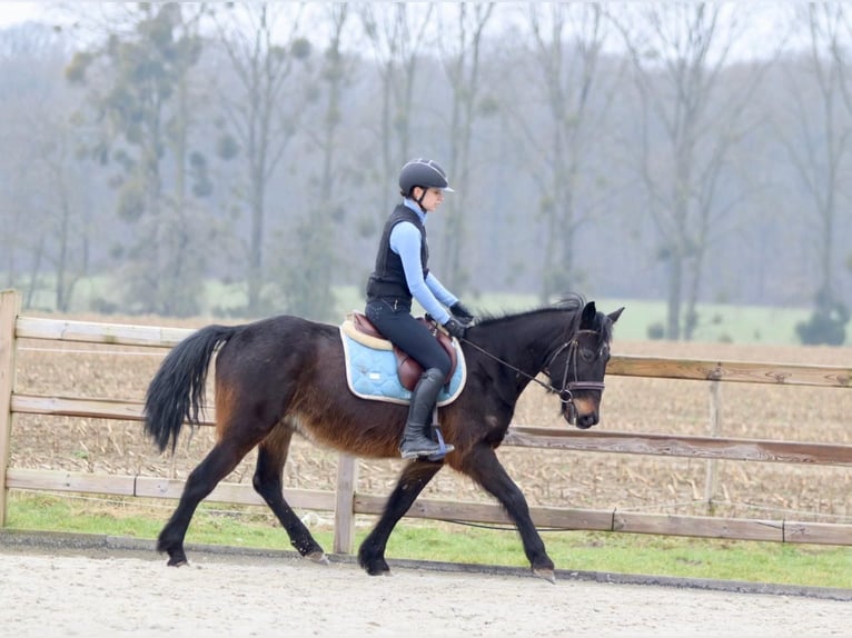 Más ponis/caballos pequeños Caballo castrado 6 años 151 cm Castaño in Bogaarden