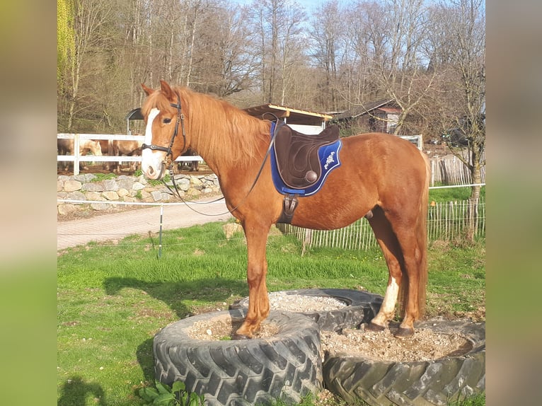 Más ponis/caballos pequeños Caballo castrado 6 años 152 cm Alazán in Bayerbach