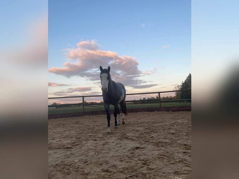 Más ponis/caballos pequeños Mestizo Caballo castrado 6 años 152 cm Ruano azulado in Neu-Ulm