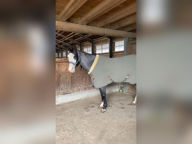 Más ponis/caballos pequeños Mestizo Caballo castrado 6 años 152 cm Ruano azulado in Neu-Ulm