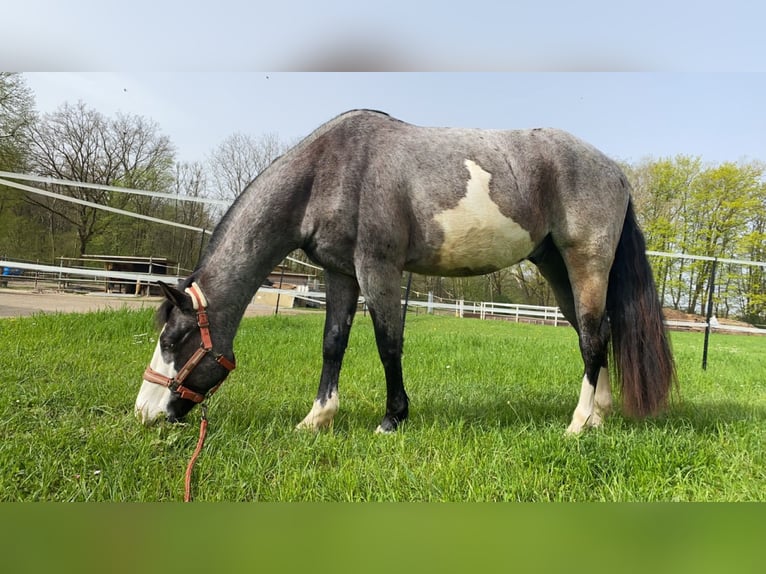 Más ponis/caballos pequeños Mestizo Caballo castrado 6 años 152 cm Ruano azulado in Neu-Ulm