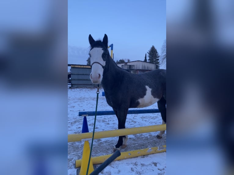 Más ponis/caballos pequeños Mestizo Caballo castrado 6 años 152 cm Ruano azulado in Neu-Ulm