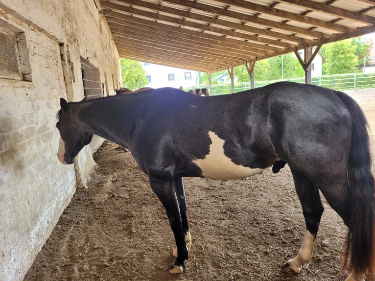 Más ponis/caballos pequeños Mestizo Caballo castrado 6 años 152 cm Ruano azulado in Neu-Ulm