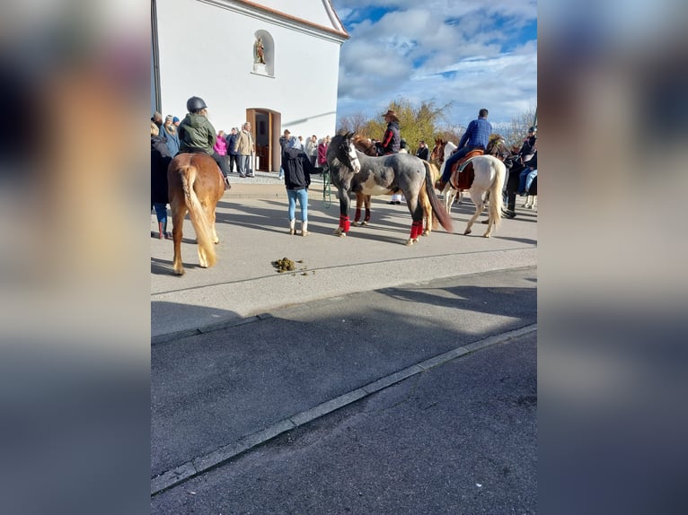 Más ponis/caballos pequeños Mestizo Caballo castrado 6 años 152 cm Ruano azulado in Neu-Ulm