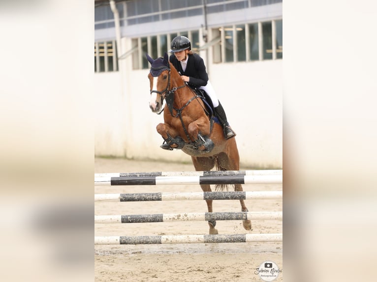 Más ponis/caballos pequeños Caballo castrado 6 años 155 cm Alazán in Herford