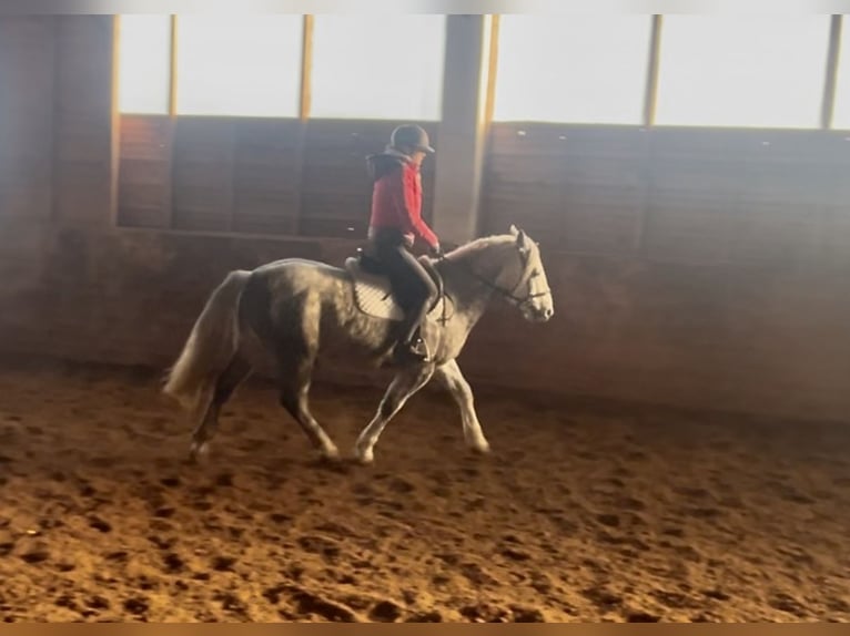 Más ponis/caballos pequeños Caballo castrado 6 años 155 cm Tordo rodado in Pelmberg