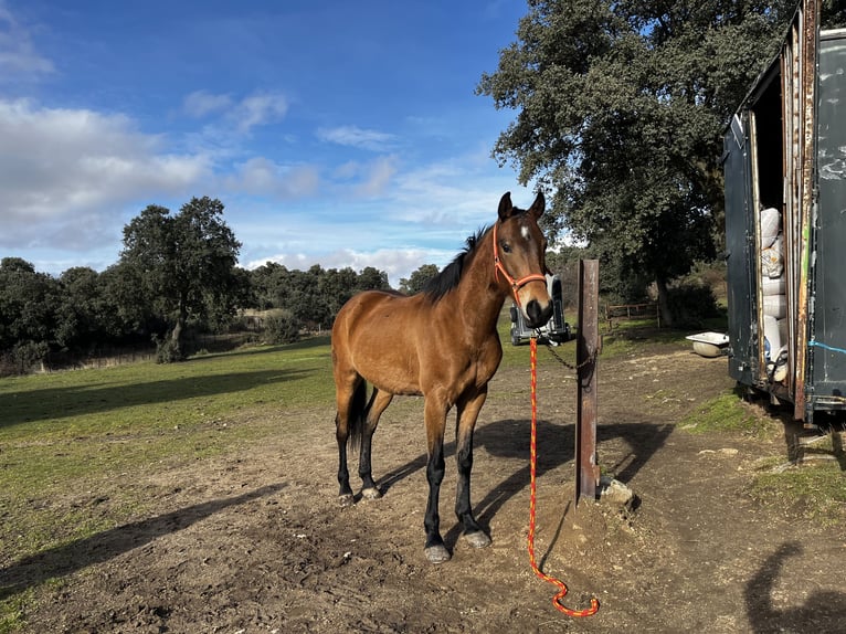 Más ponis/caballos pequeños Mestizo Caballo castrado 6 años 161 cm Castaño claro in El Espinar