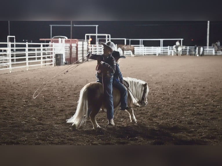 Más ponis/caballos pequeños Caballo castrado 6 años 91 cm Alazán-tostado in Canyon