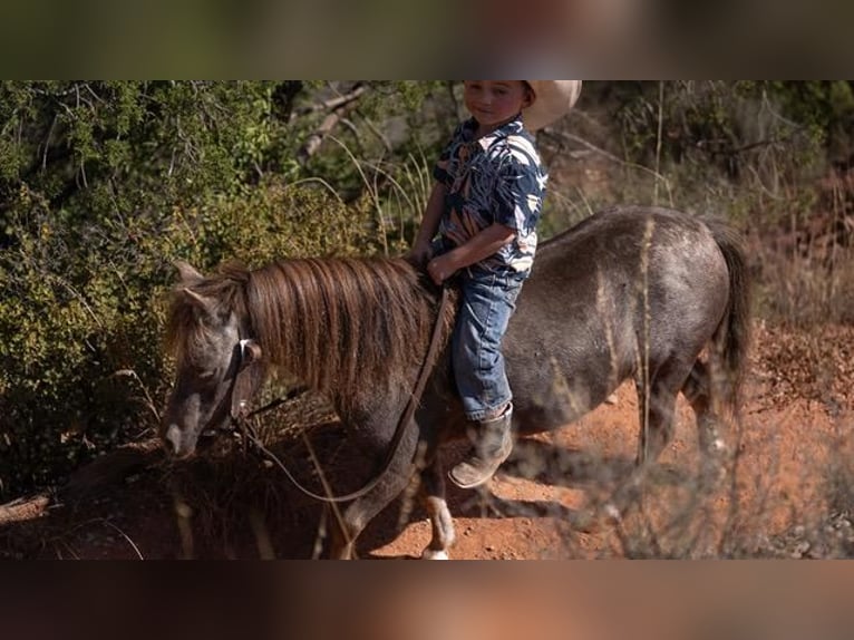 Más ponis/caballos pequeños Caballo castrado 6 años 91 cm Tordo in Canyon, TX