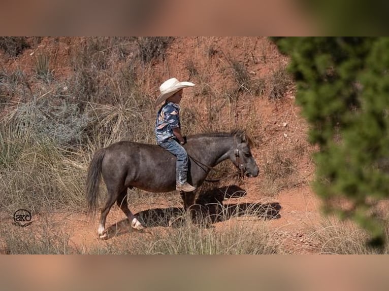 Más ponis/caballos pequeños Caballo castrado 6 años 91 cm Tordo in Canyon, TX