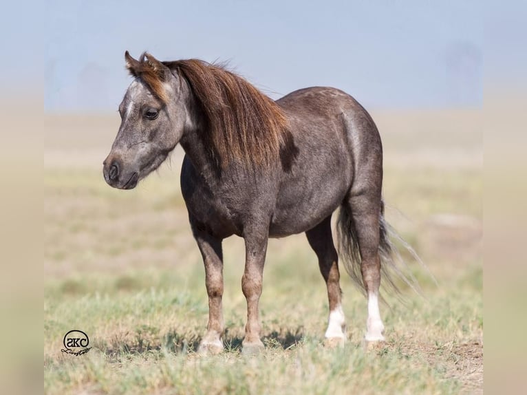 Más ponis/caballos pequeños Caballo castrado 6 años 91 cm Tordo in Canyon, TX