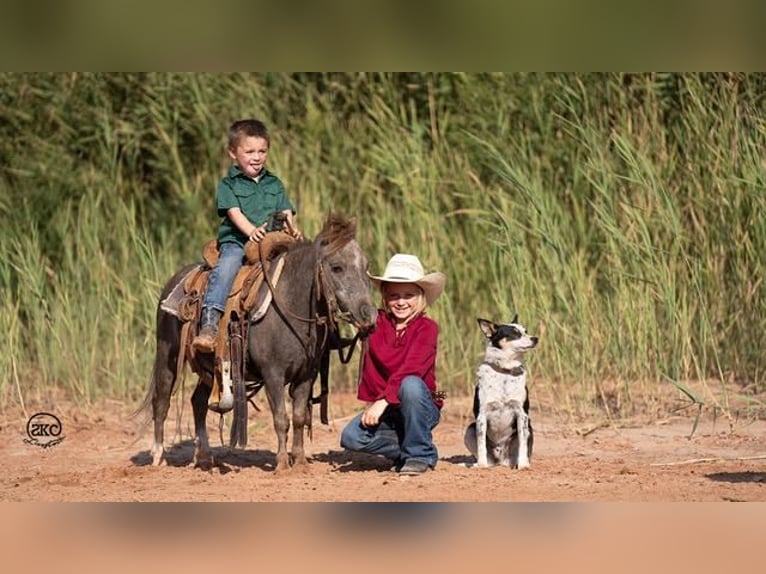 Más ponis/caballos pequeños Caballo castrado 6 años 91 cm Tordo in Canyon, TX