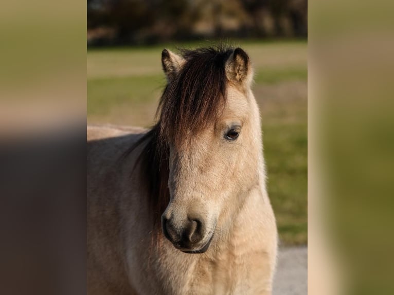 Más ponis/caballos pequeños Caballo castrado 6 años 95 cm Buckskin/Bayo in Weatherford