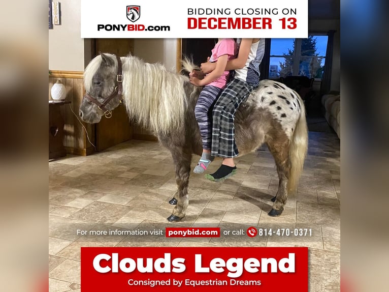 Más ponis/caballos pequeños Caballo castrado 6 años 99 cm in Rebersburg, PA